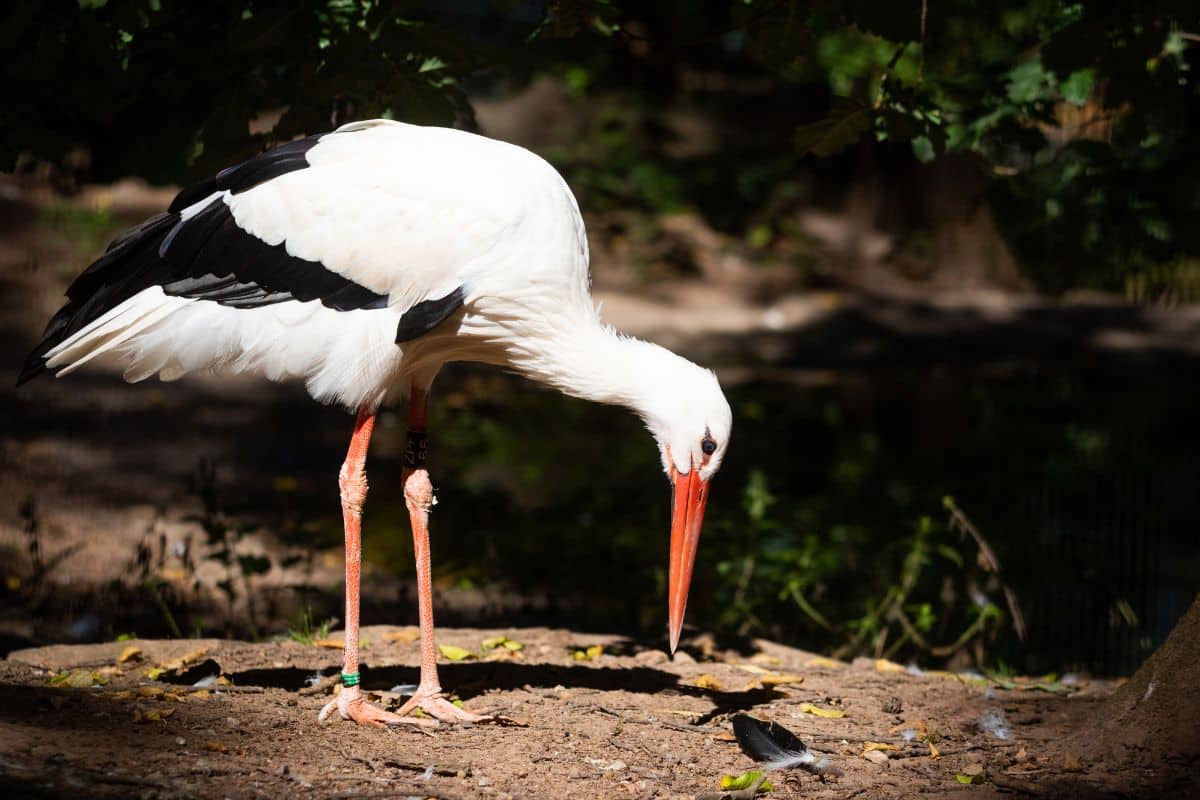 A big White Stork looking for food in a backyard on a sunny day.