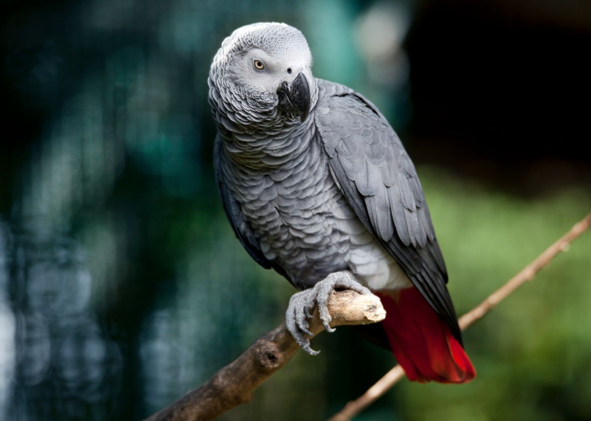 A beautiful African Gray Parrot perched on an old branch.