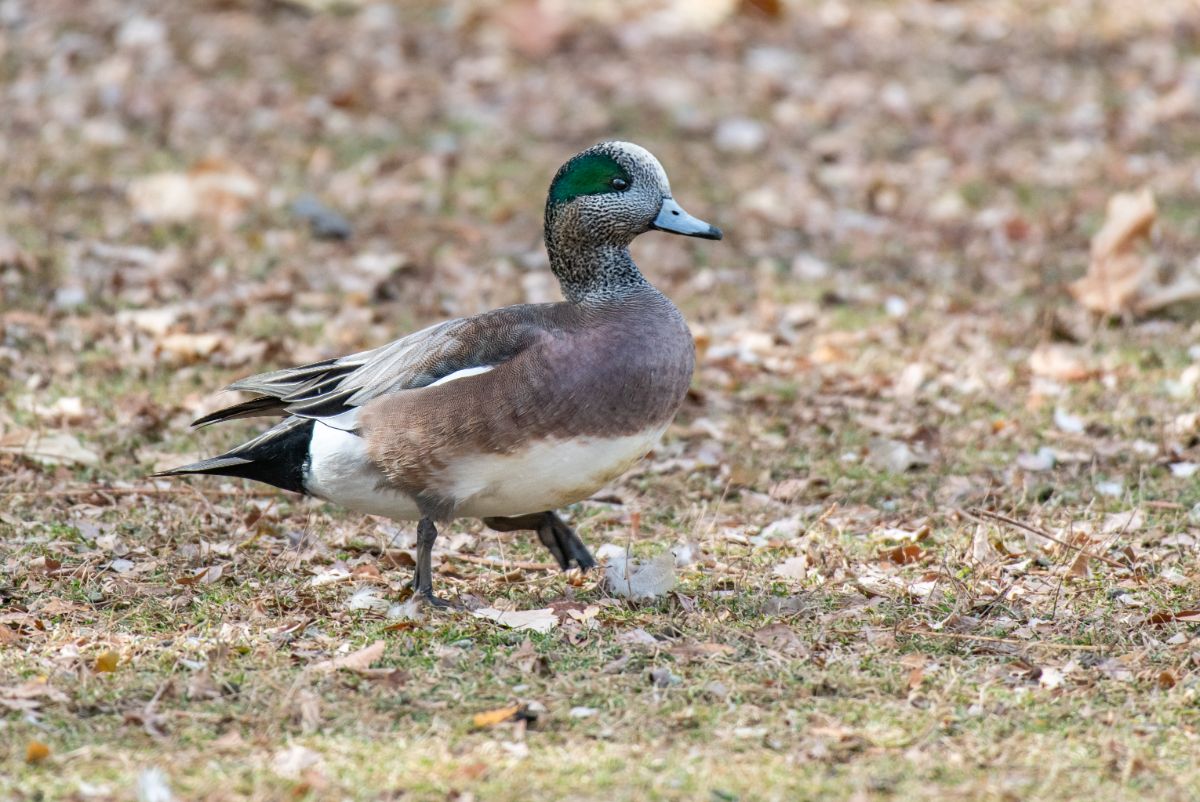 A beautiful American Wigeon walking on a meadow.