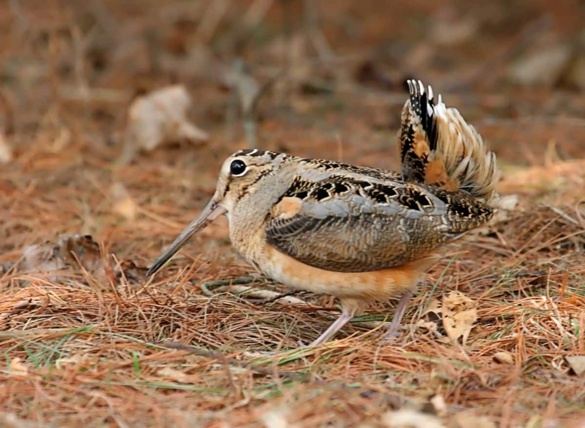 A cute American Woodcock walking on the ground in a forest.
