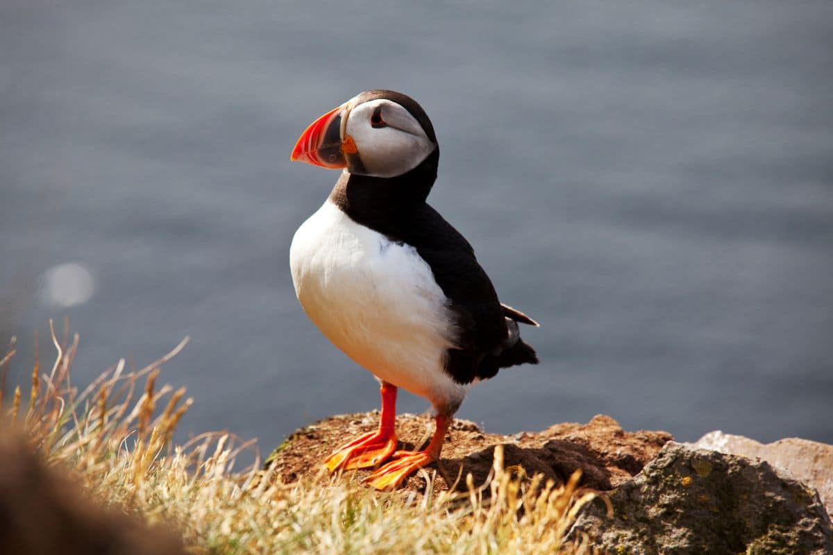 An adorable Atlantic Puffin standing on shore on a sunny day.