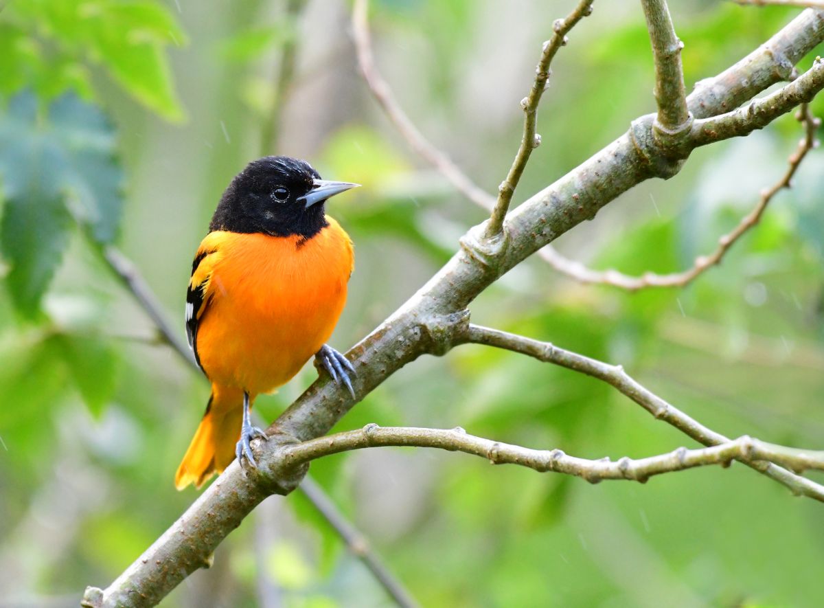 A beautiful Baltimore Oriole perched on a branch.