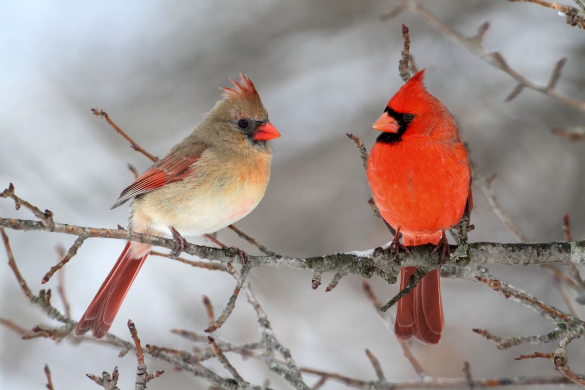 A male and a female Cardinal perched on a branch.