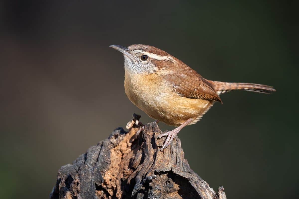 A cute Carolina Wren perched on an old stump.