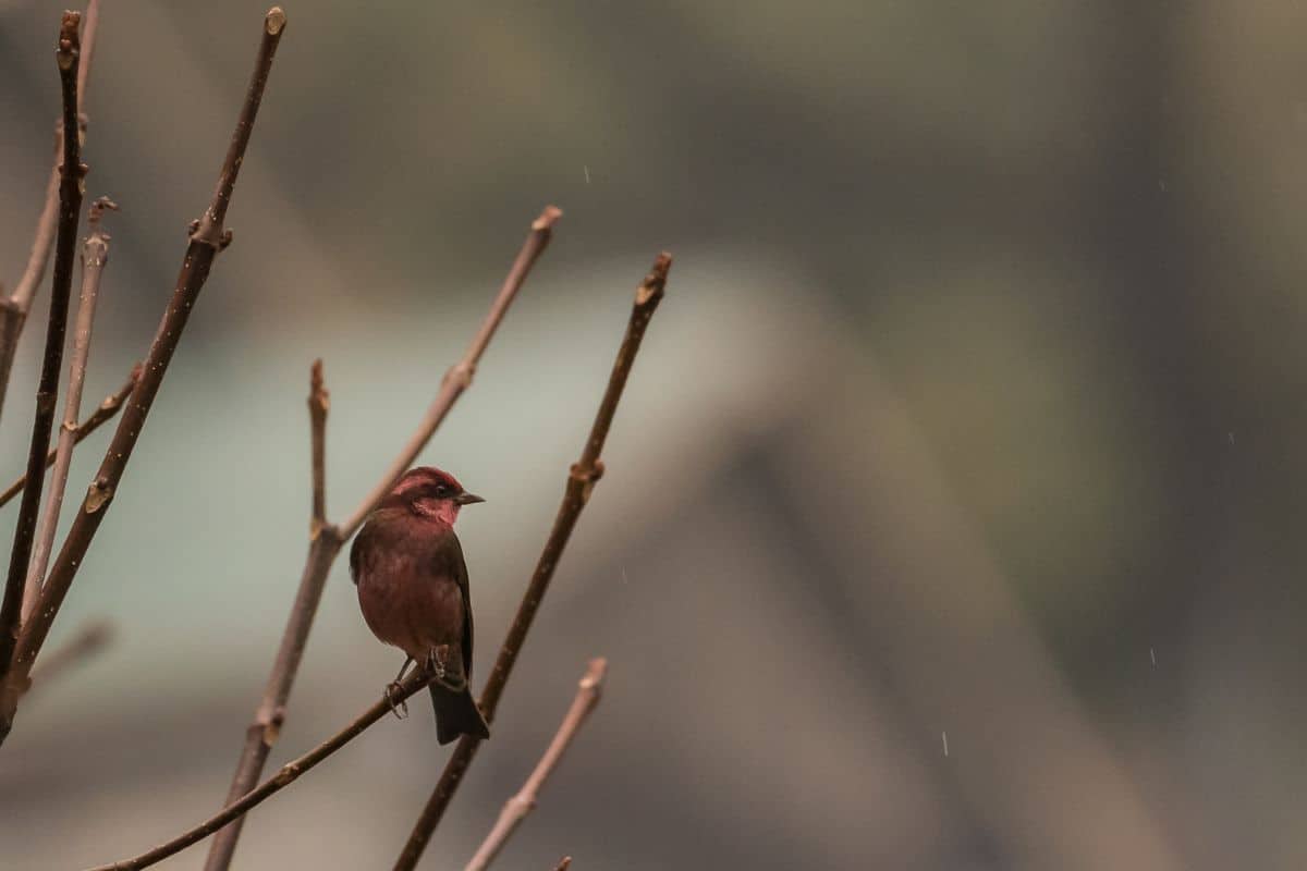 An adorable Dark-Breasted Rosefinch standing on a thin branch.