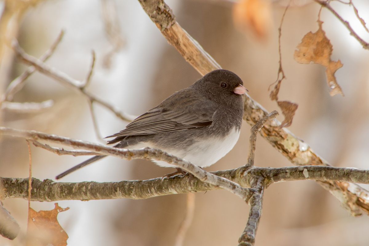 A cute Dark-Eyed Junco perched on a branch.
