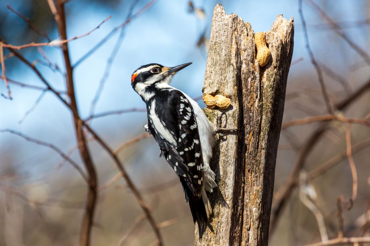 A beautiful Downy Woodpecker pecking on an old tree log.