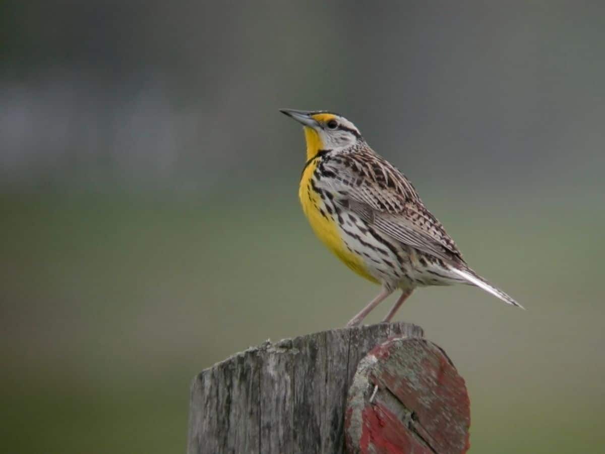 A cute Eastern Meadowlark perched on a wooden pole.