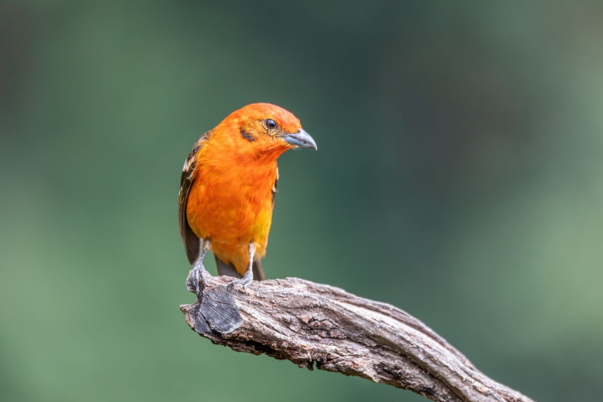 A beautiful Flame-Colored Tanager perching on an old branch.