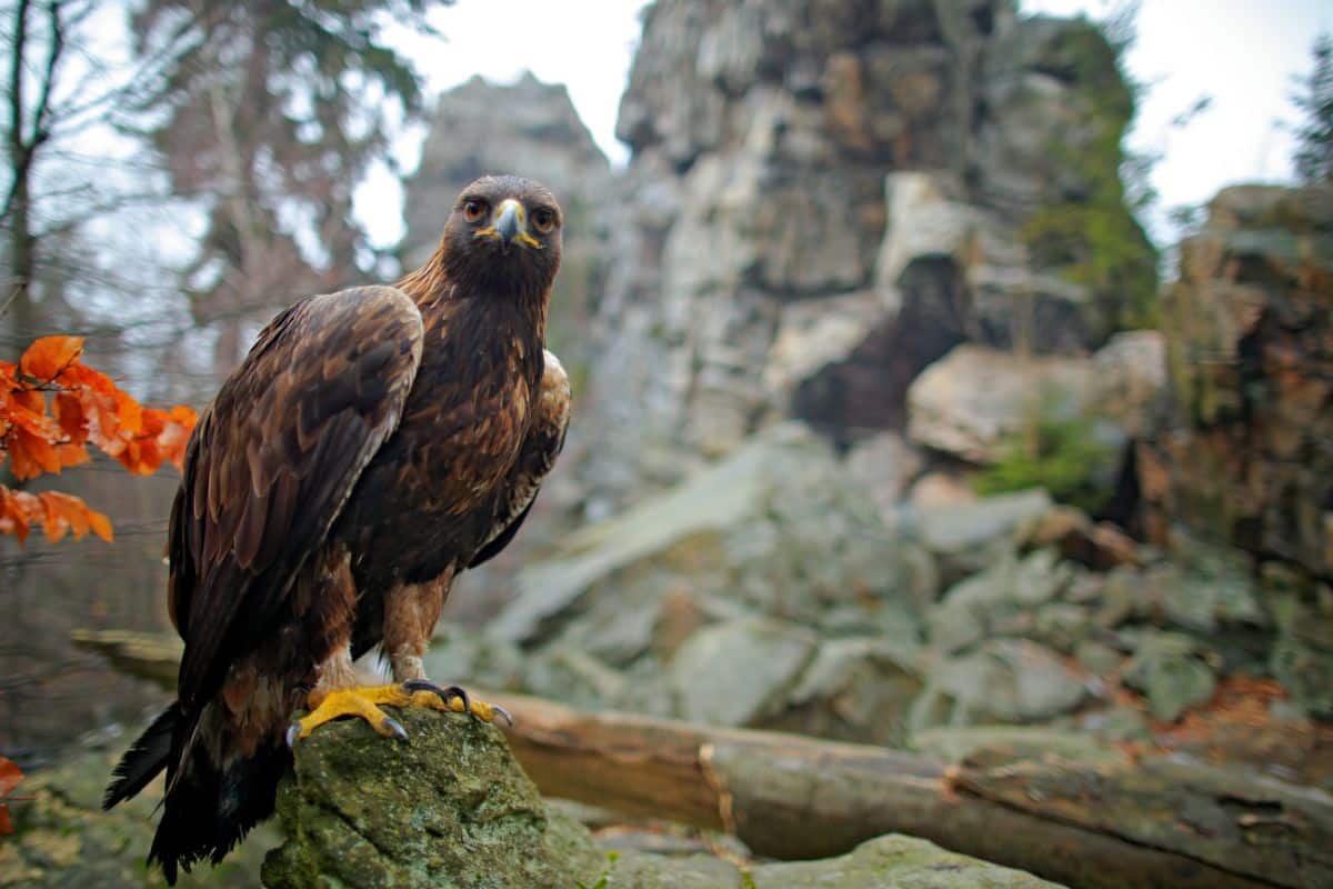 A majestic Golden Eagle perched on a rock.