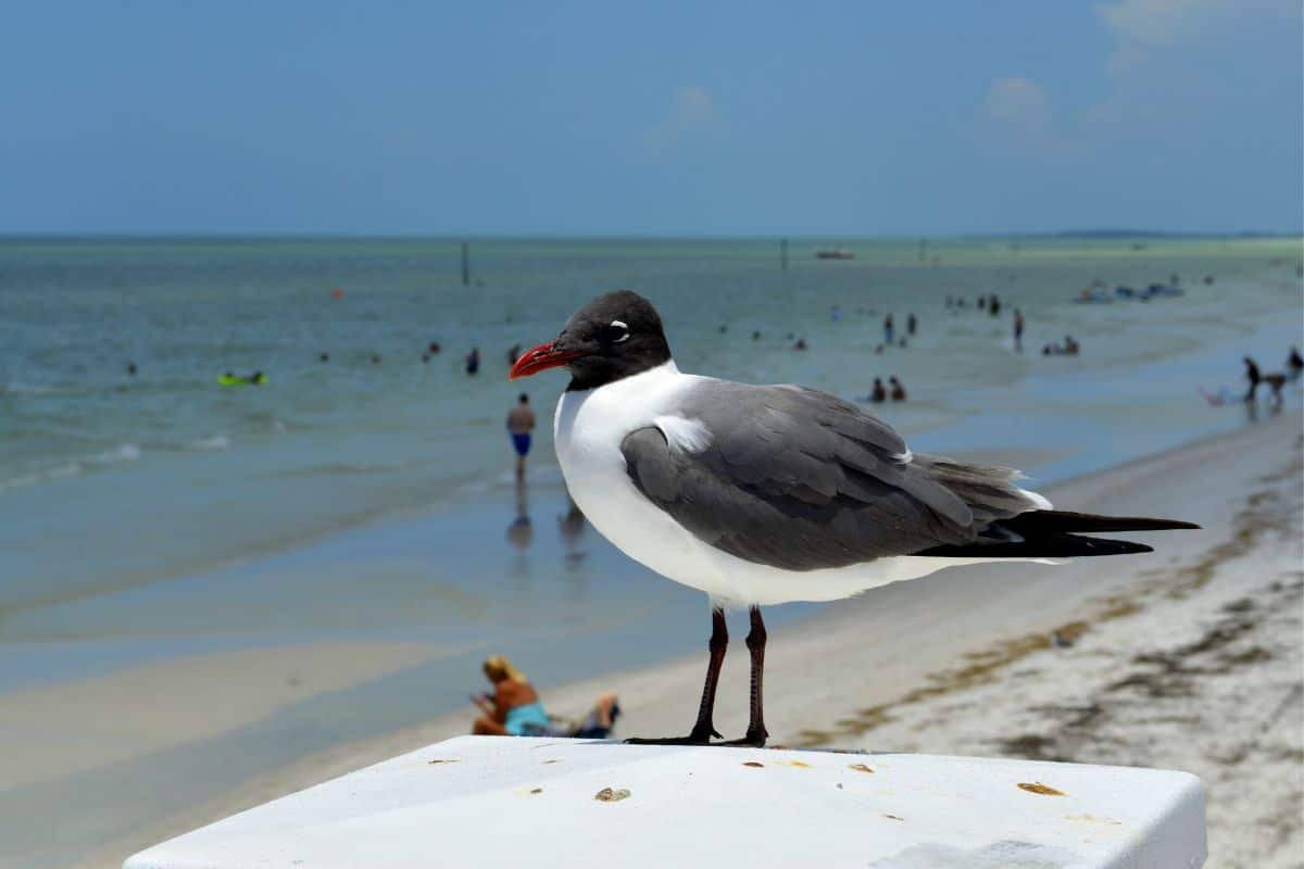 Gull-Billed Tern standing on a concrete pole on a beach.