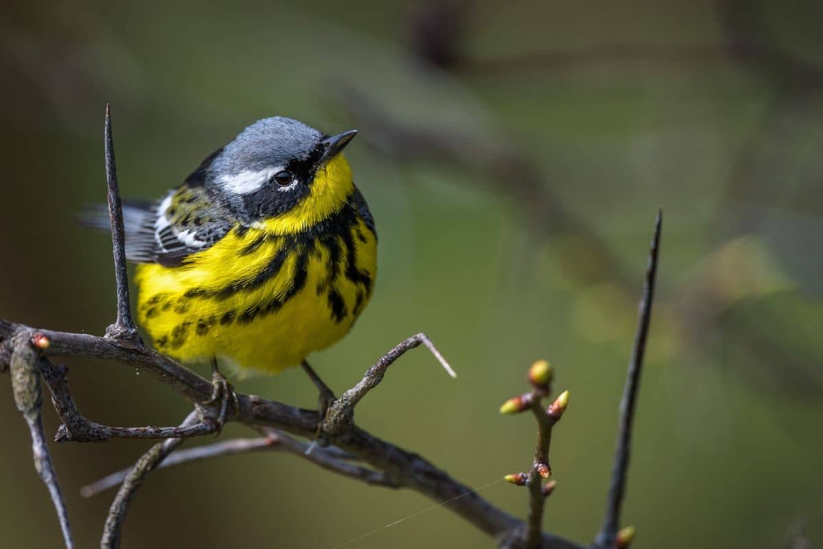 A cute Magnolia Warbler perching on a branch.