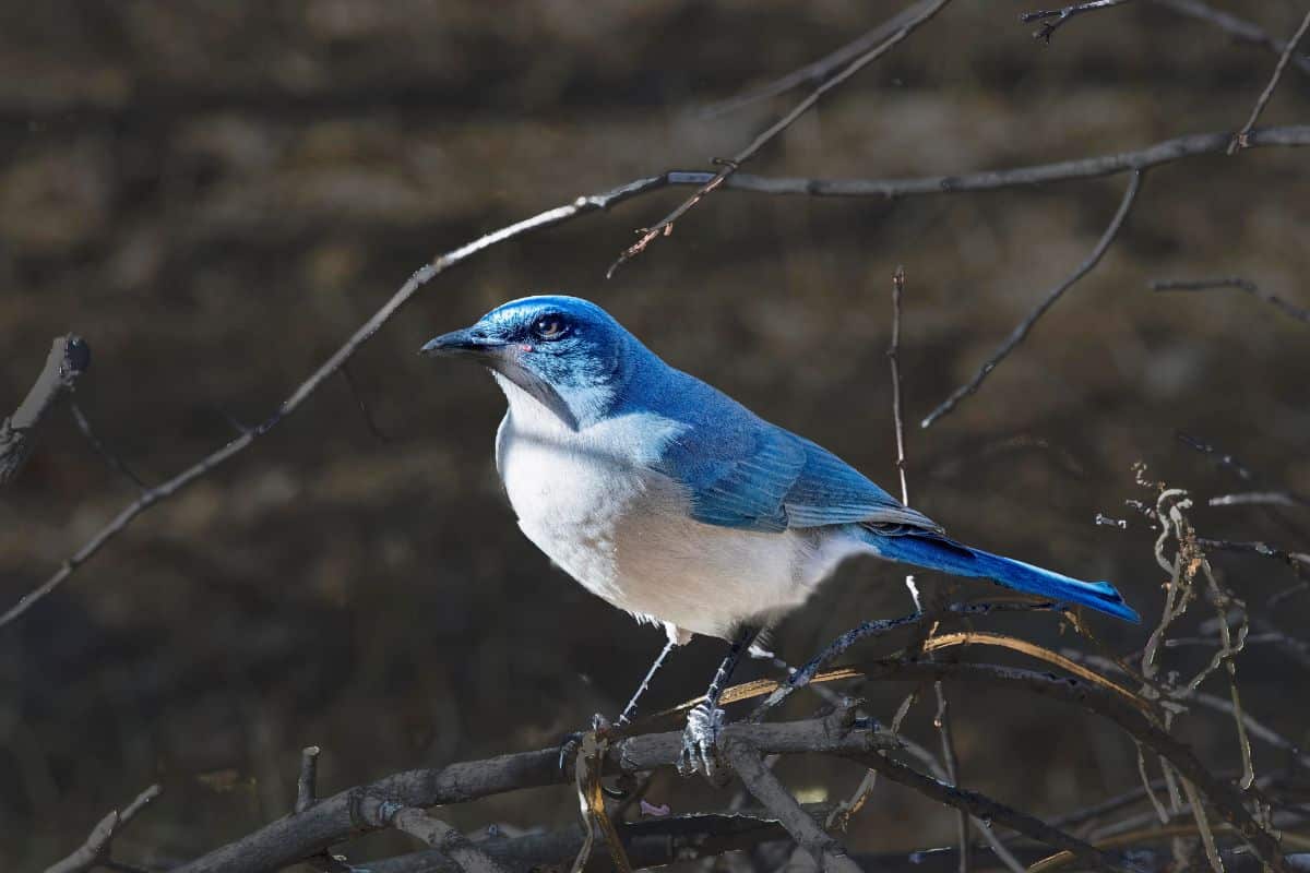 A beautiful Mexican Jay perched on a branch on a sunny day.