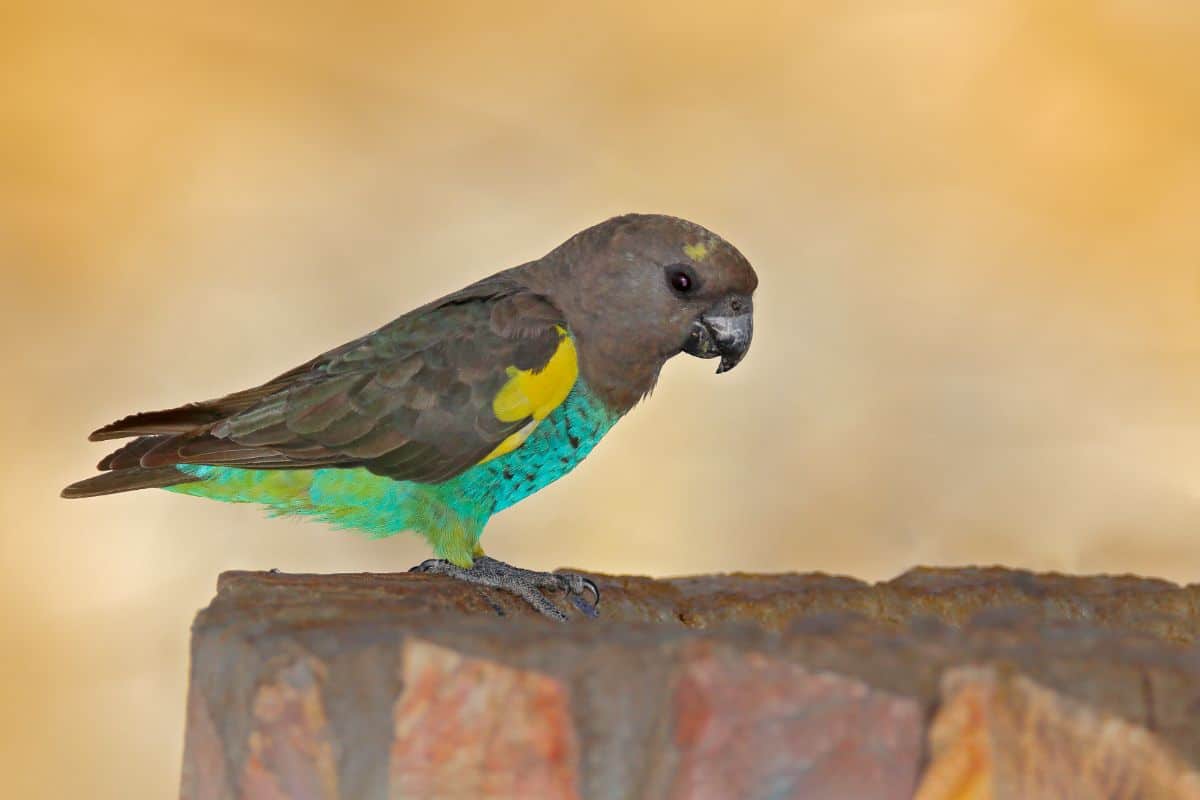 A beautiful Meyer's Parrot perched on a wooden pole.