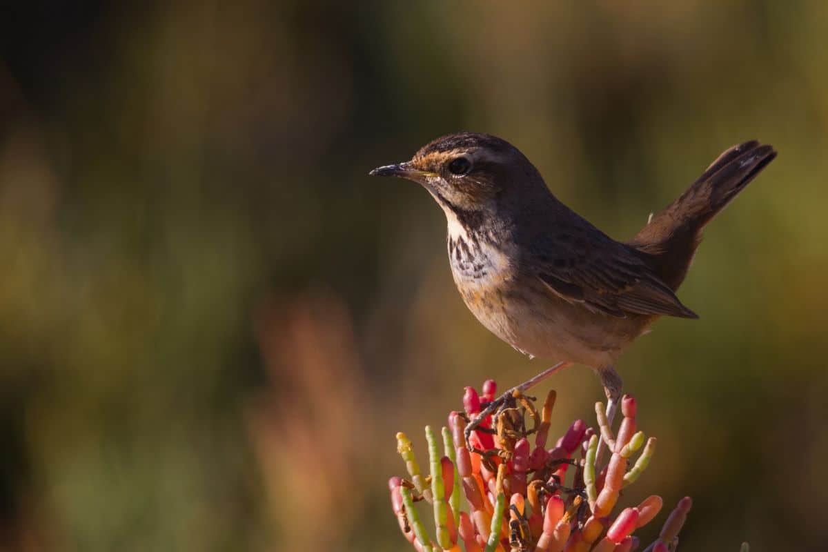 A cute nightingale standing on a bush bud.