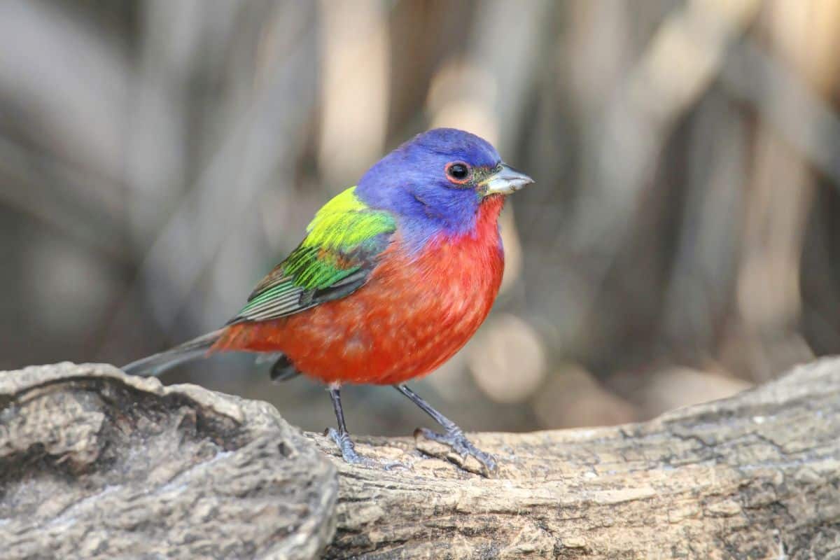 A beautiful Painted Bunting perched on a wooden log.