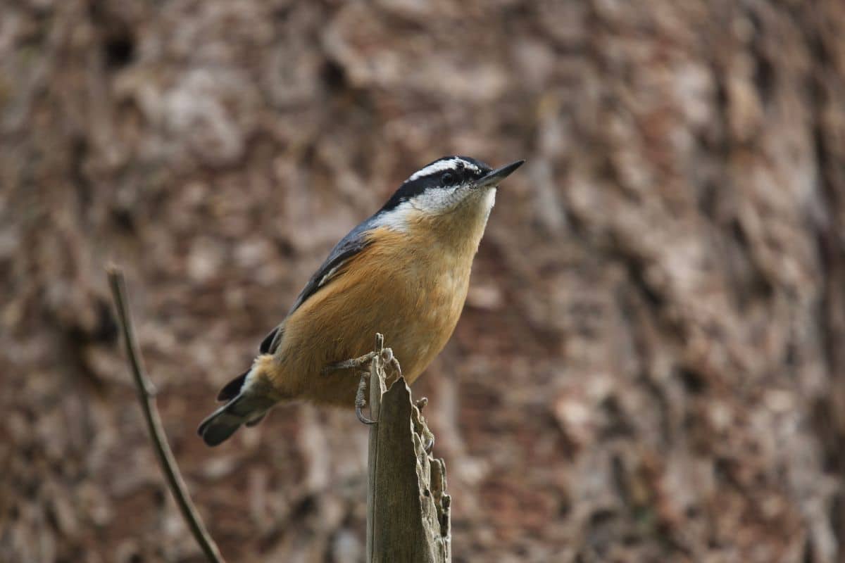 Red-breasted Nuthatches standing on an old wooden pole.