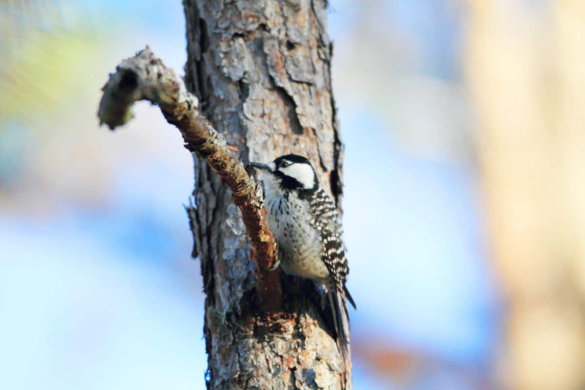 A cute Red-cockaded Woodpecker perching on a tree.