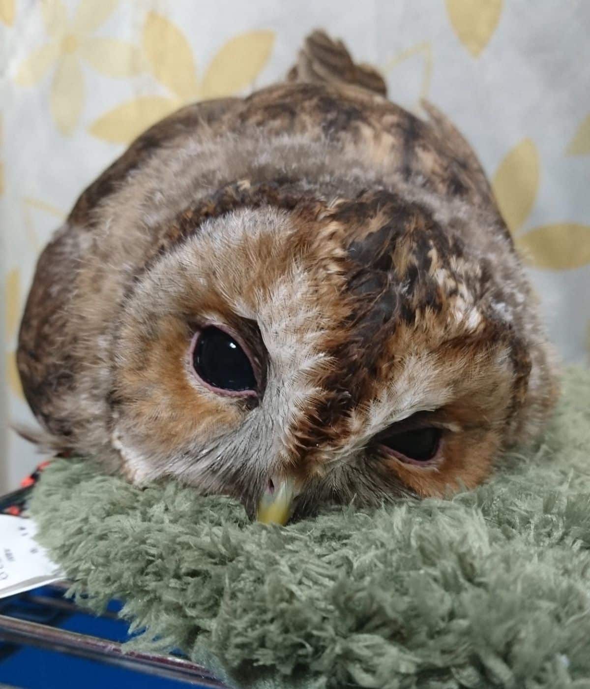 A cute brown owl waking up from a nap.