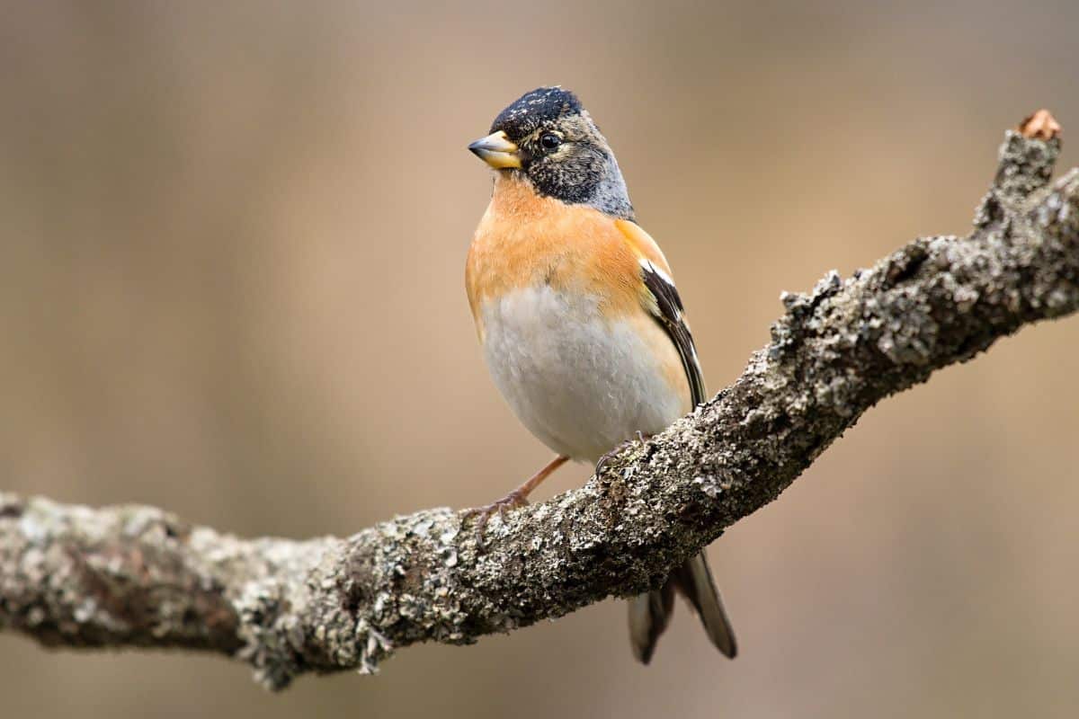 Cool-looking Brambling standing on a tree branch.