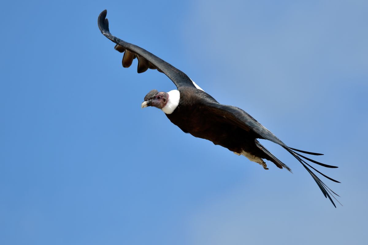 A big majestic flying Condor.