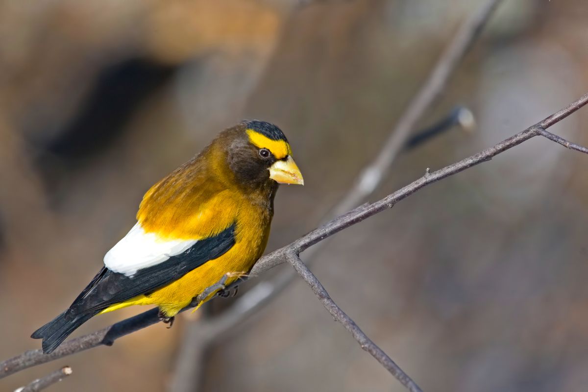 A beautiful Evening Grosbeak perched on a thin branch.