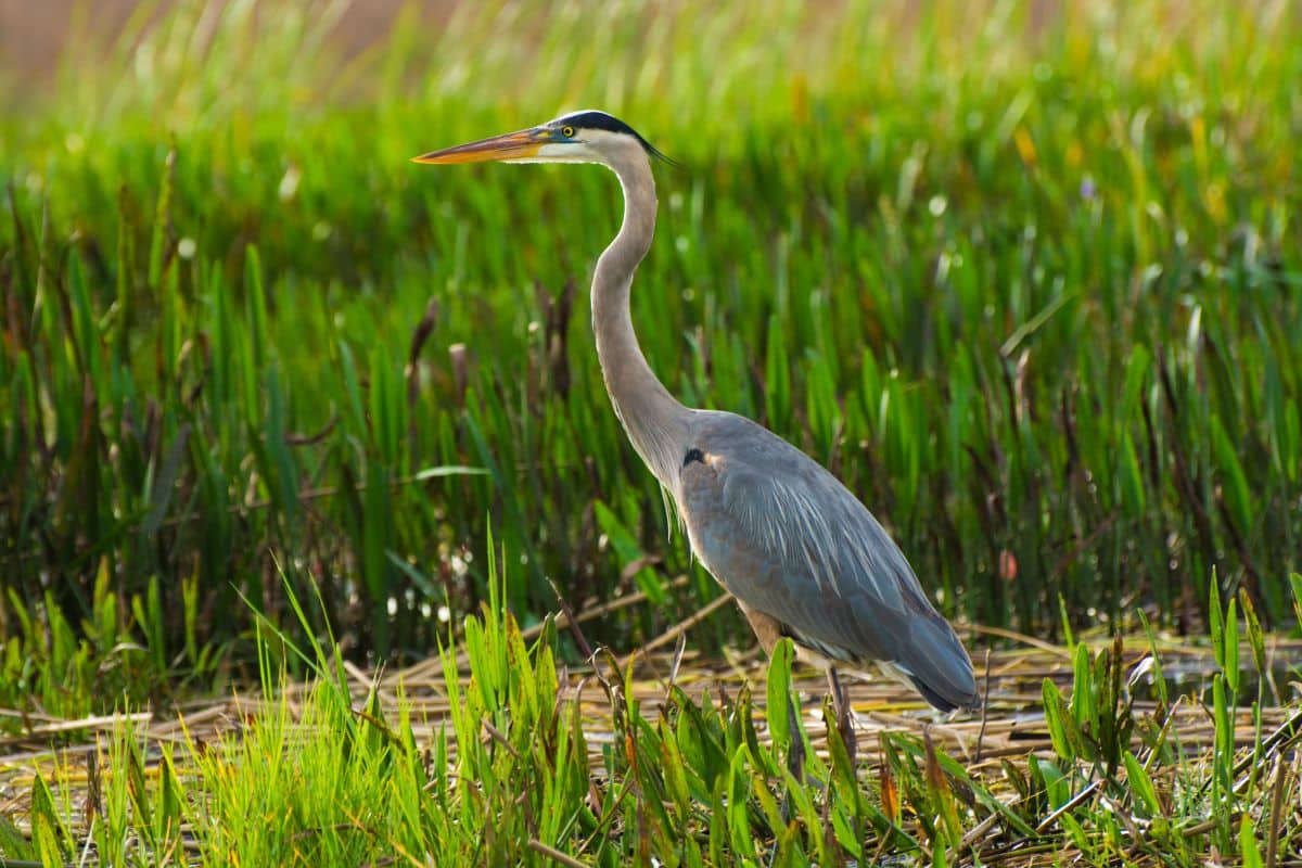 A tall, beautiful Great Blue Heron walking in a swamp.