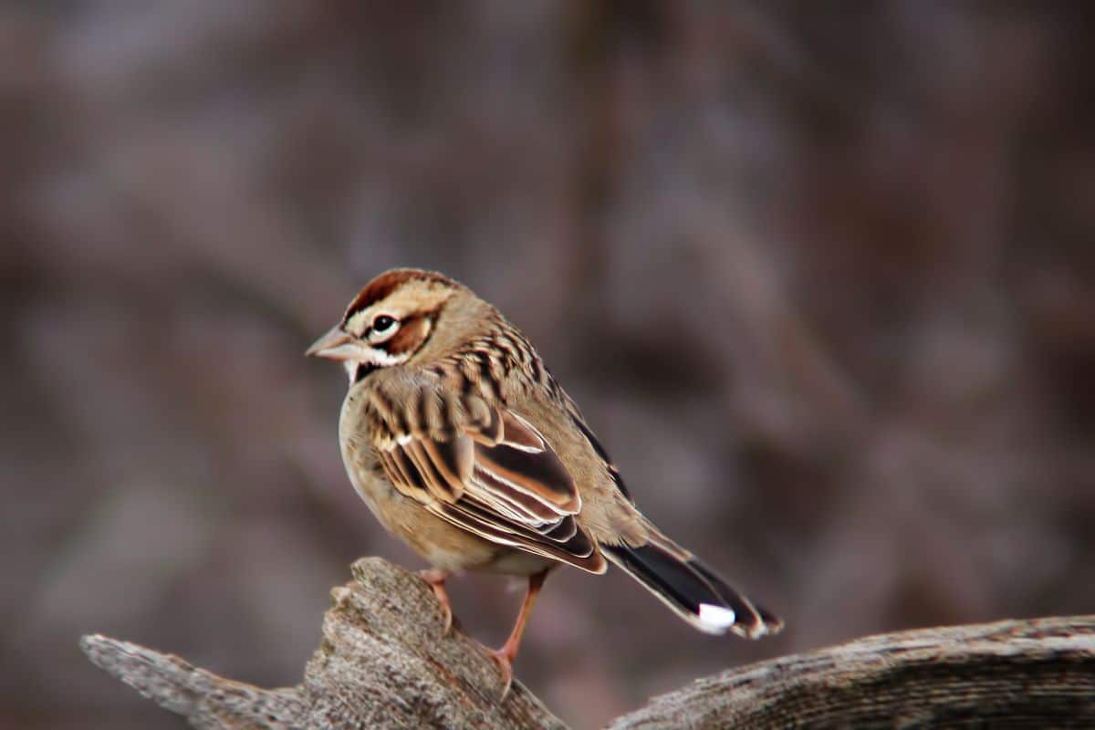 A beautiful Lark Sparrow perched on a branch.