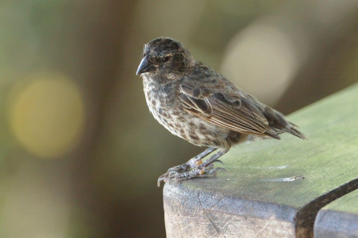 An adorable Medium Ground Finch standing on the edge of a wooden board.