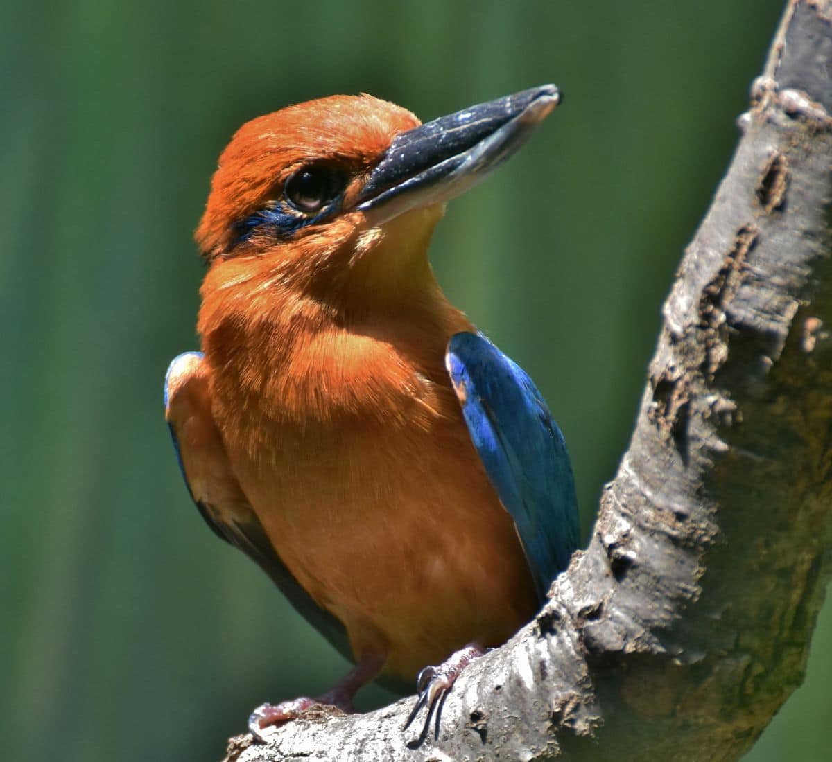 A beautiful Micronesian Kingfisher perched on a branch.