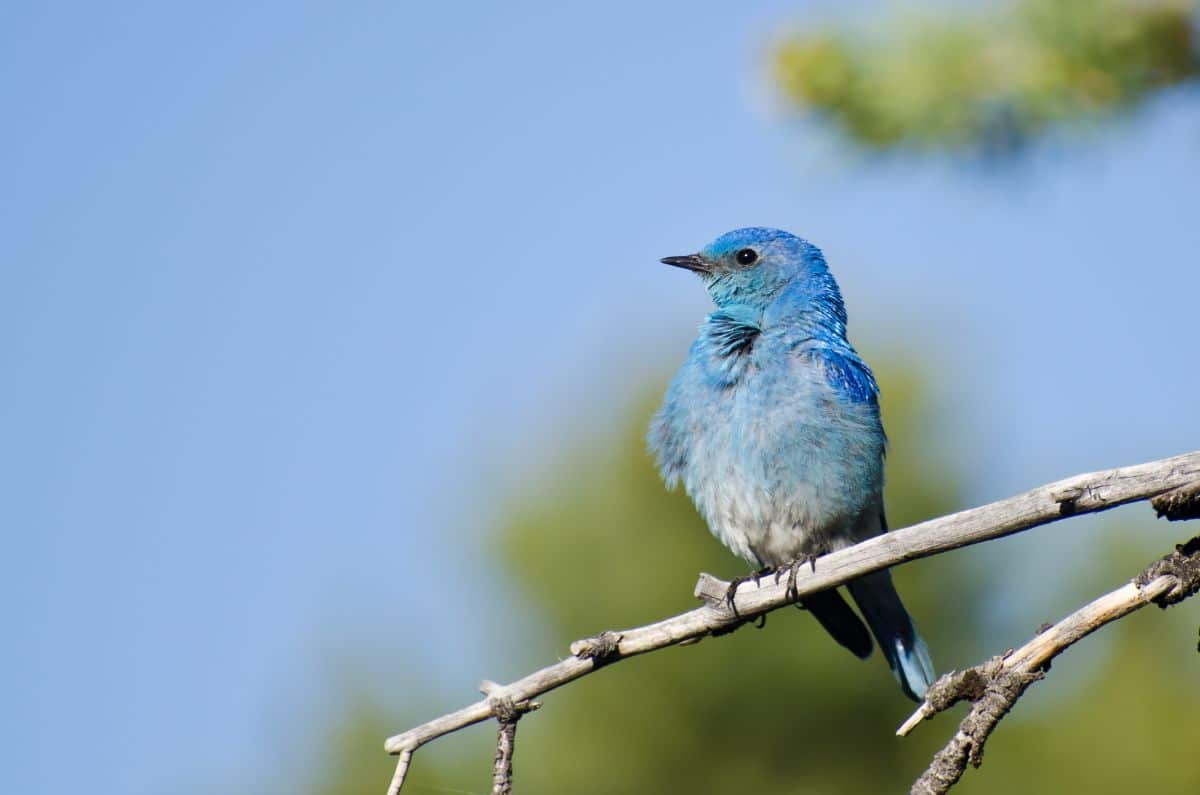 A beautiful Mountain Bluebird perched on a branch.