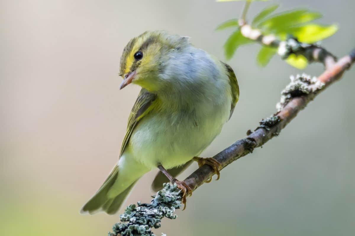 A beautiful New World Warbler perched on a thin branch.