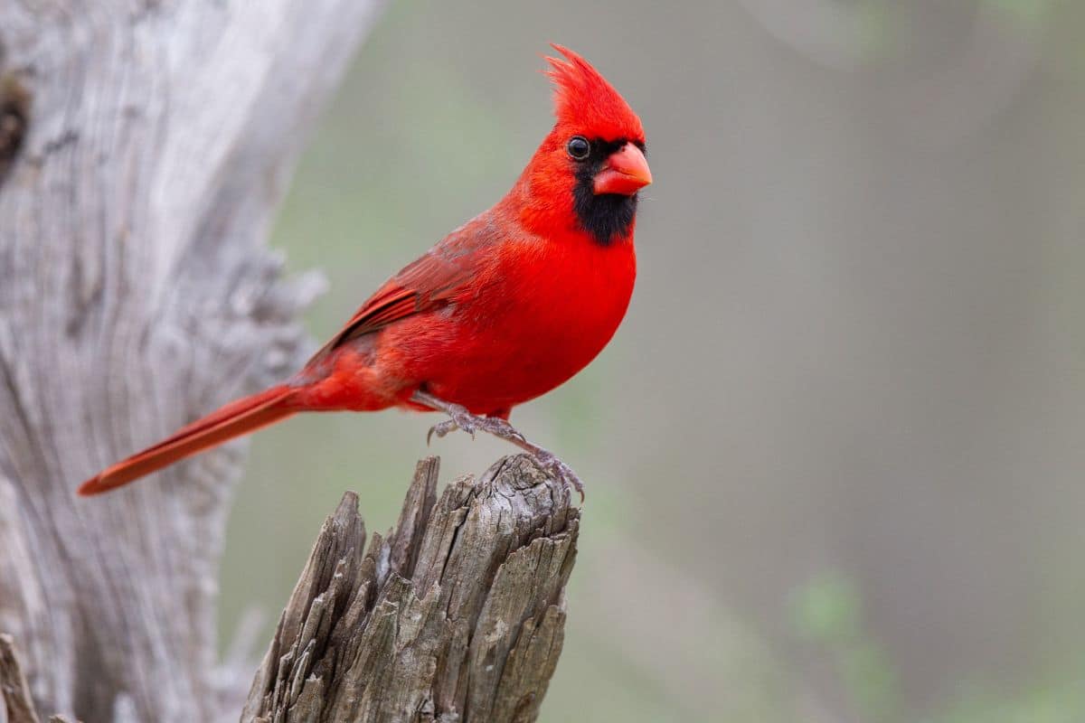 A beautiful North Cardinal perched on an old broken branch.