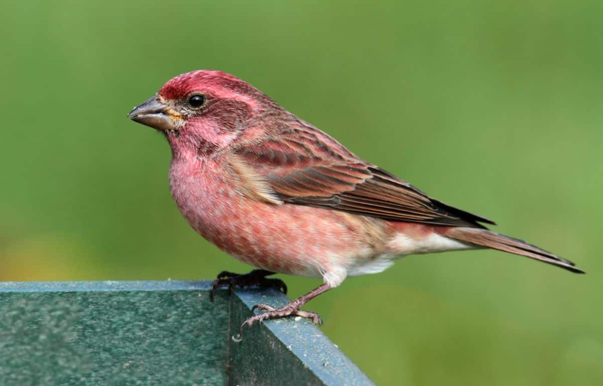 An adorable Purple Finch perched on a bird feeder.