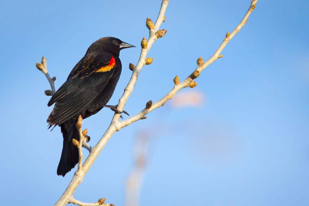 A beautiful Red-winged Blackbird perching on a thin branch.