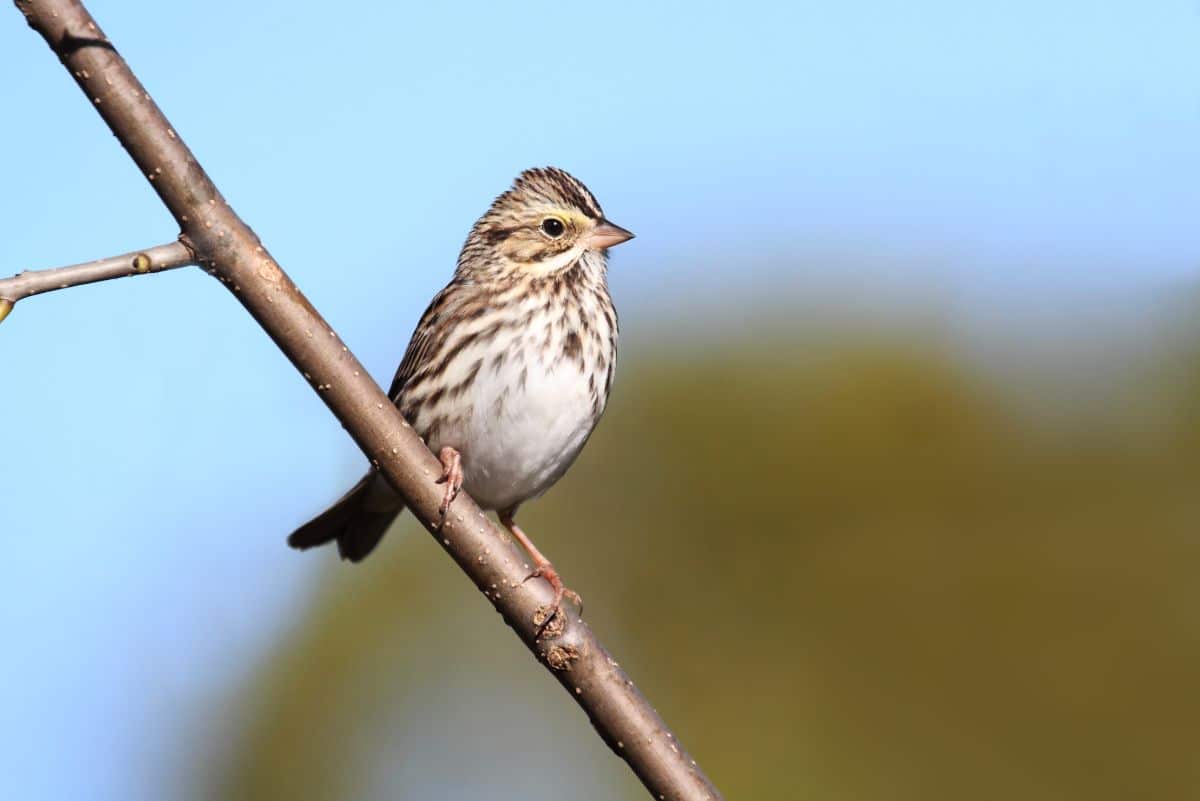 A cute Savannah Sparrow perched on a branch.