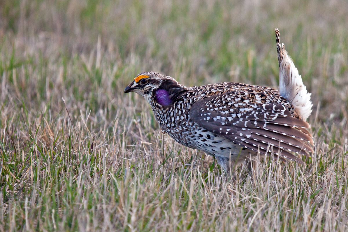 A beautiful Sharp-Tailed Grouse walking on a field.