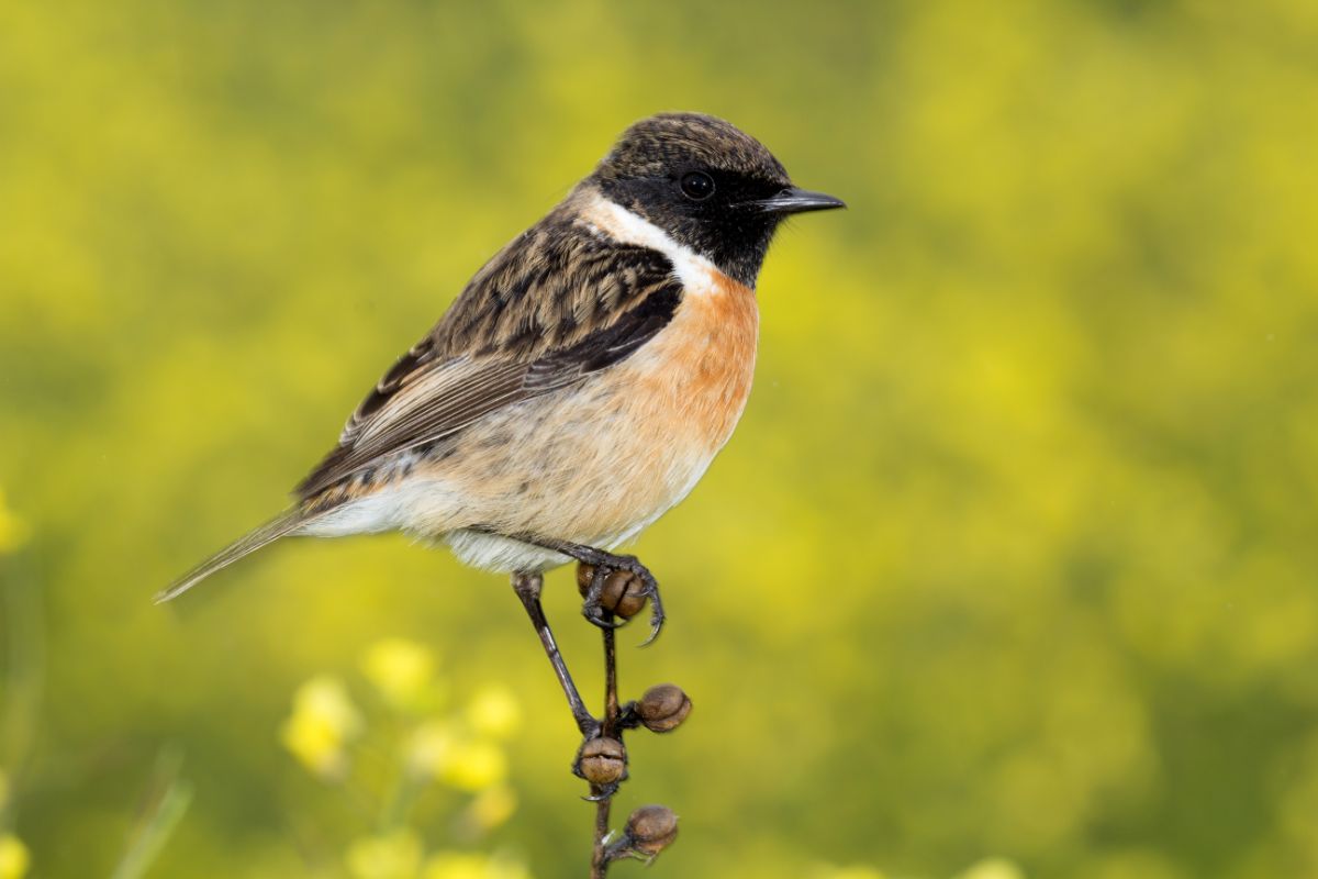 A cute Stonechat perching on a top of a stem.