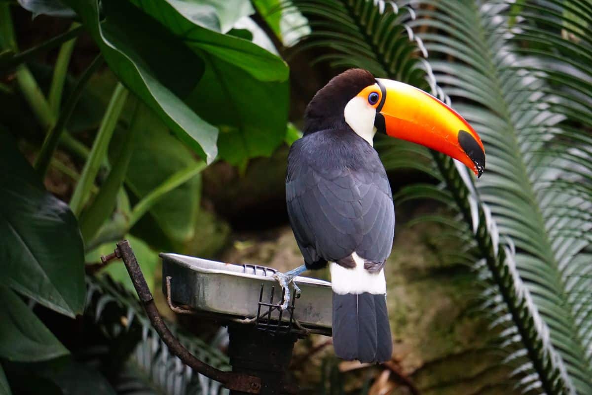 A beautiful Toco Toucan standing on a metal feeder.