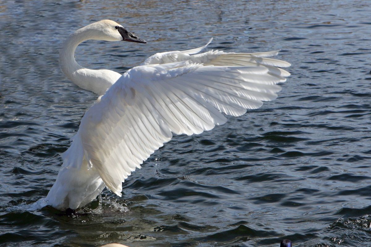 A majestic Trumpeter Swan spreads its wings in the water.