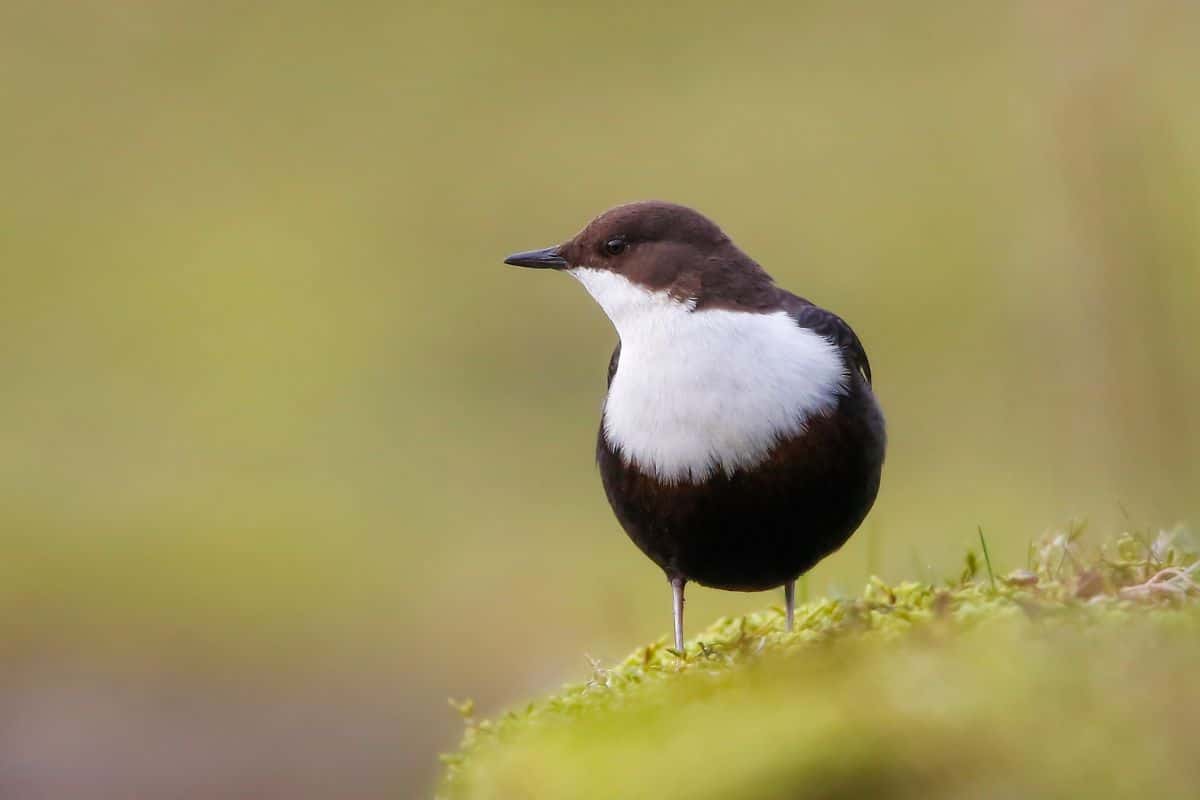 A close-up of White-Throated Dipper stadning on a meadow.
