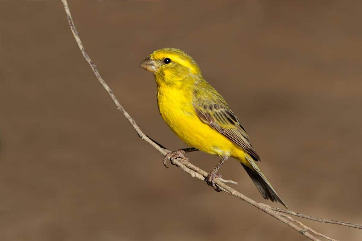 A beautiful Yellow Canary perching on a thin branch.