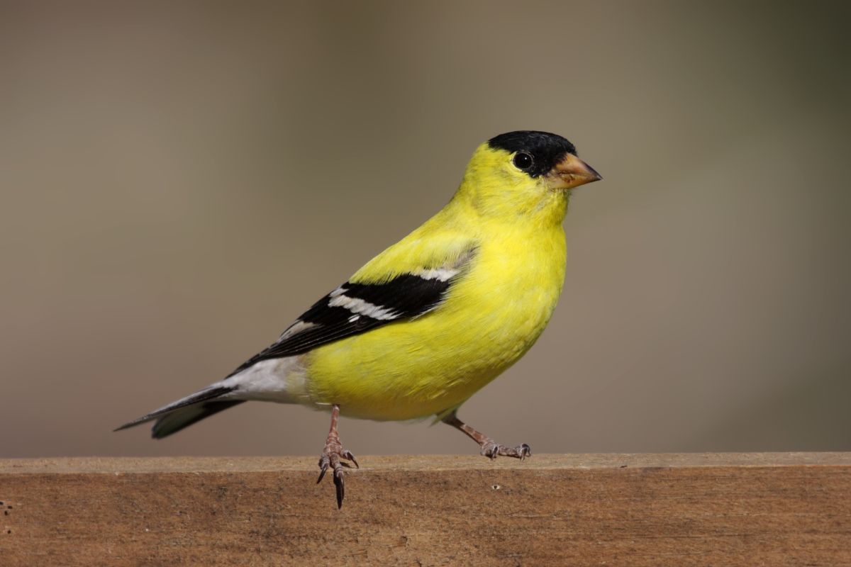 A cute American Goldfinch perched on a wooden board.