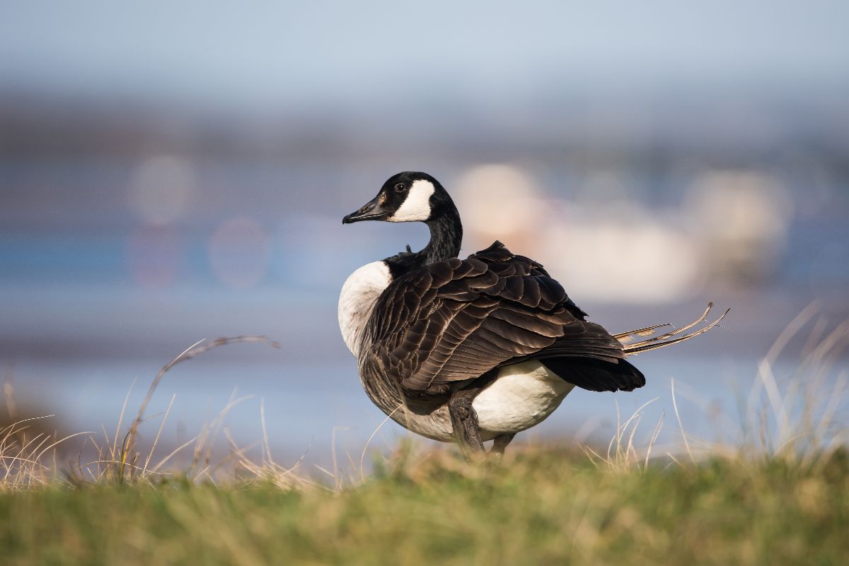 A beautiful Canada Goose walking on a meadow near water.