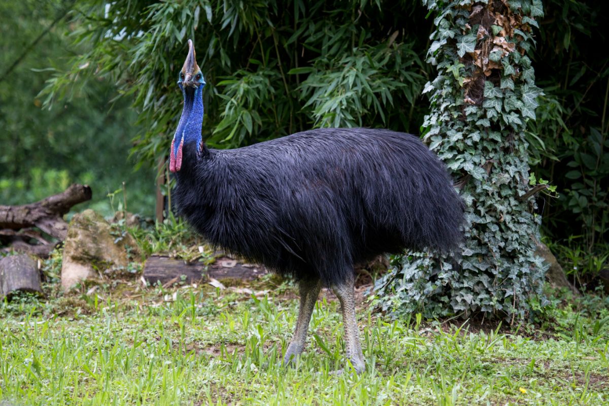 A big beautiful Cassowary standing on green grass.