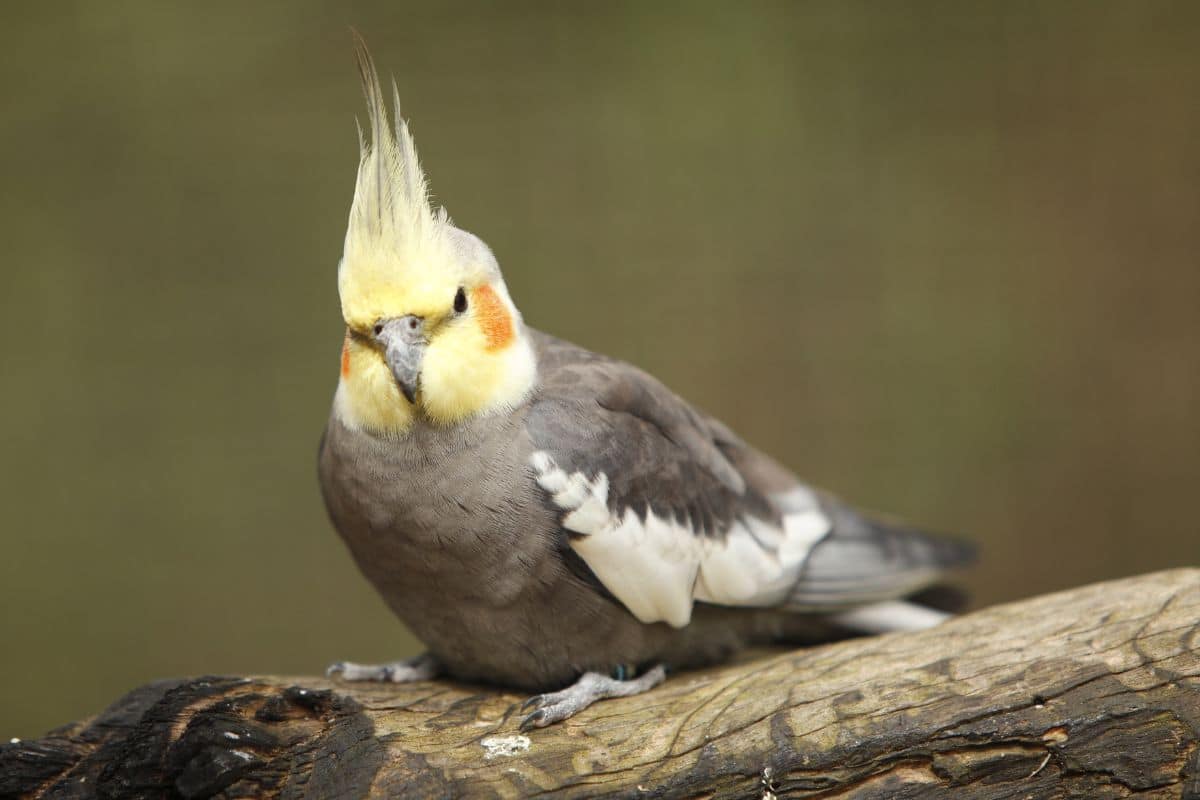 An adorable Cockatiel perched on a wooden log.
