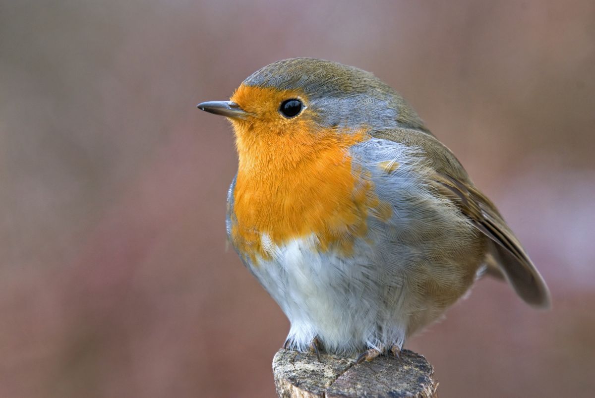 A cute European Robin perching on top of a wooden pole.