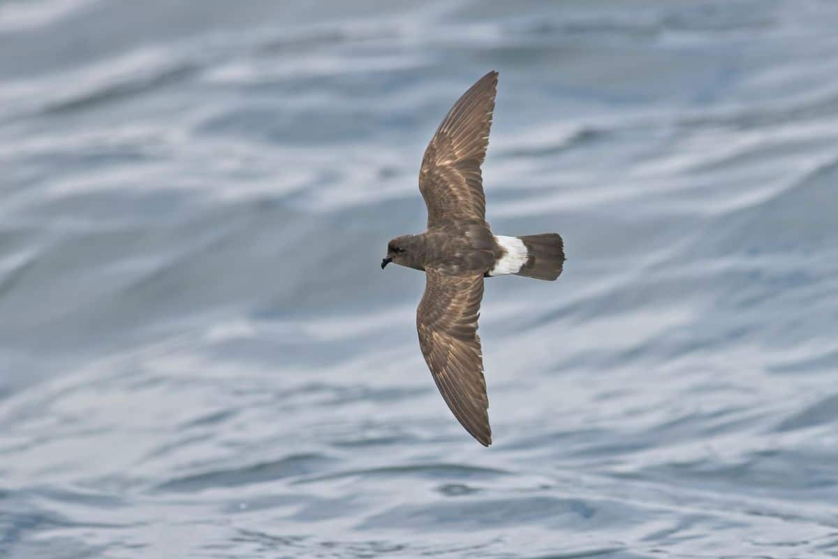 European Storm Petrel flying over water.