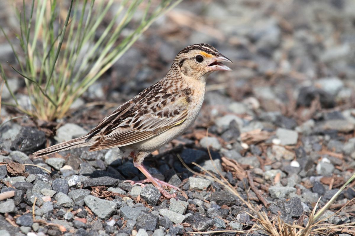 A cute Grasshopper Sparrowstanding on rocky soil.