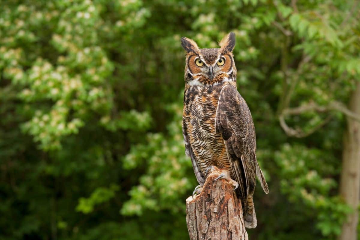 A beautiful Great Horned Owl perched on a wooden pole.